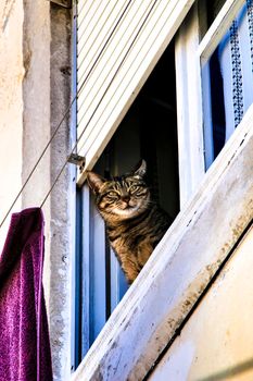 Cat leaning out of a window of an old house in Lisbon