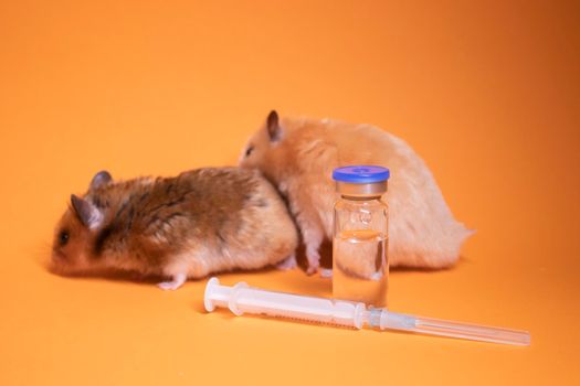 two hamsters-mouse, brown and beige, near medical syringe with a needle and bottle-phial isolated on orange background. medical experiments, tests on mice. veterinary. vaccine development. copy space