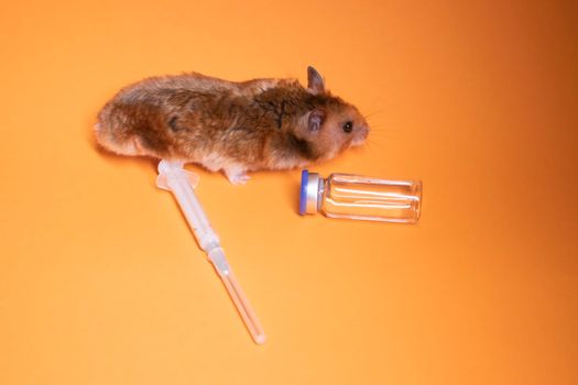 brown hamster - mouse near medical syringe with a needle and bottle-phial isolated on orange background. medical experiments, tests on mice. veterinary. vaccine development. copy space