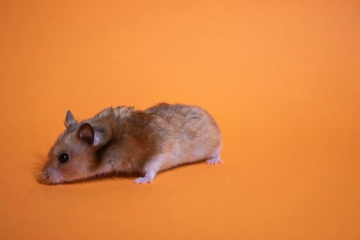 brown hamster mouse isolated on orange background. pest, pet