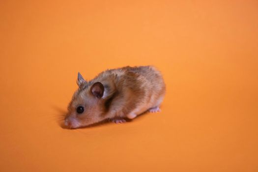 brown hamster mouse isolated on orange background. pest, pet