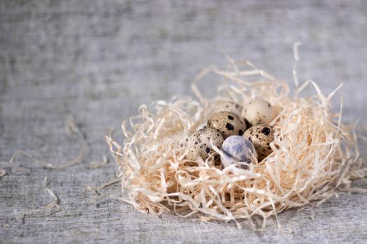 composition of quail eggs in a nest of dry grass or Wheat, oats, millet. Healthy food concept. with free space for text advertising of food or restaurant menu design.