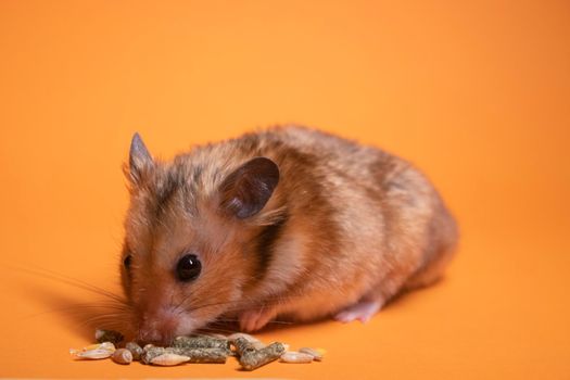 brown hamster mouse eating food for rodents isolated on orange background. pest, pet