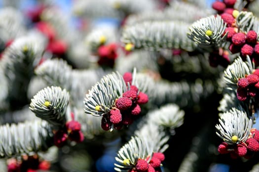 spruce with flower buds and young growing spruce cone
