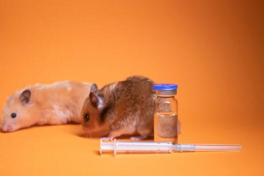 two hamsters-mouse, brown and beige, near medical syringe with a needle and bottle-phial isolated on orange background. medical experiments, tests on mice. veterinary. vaccine development. copy space