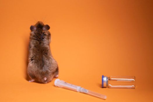 brown hamster - mouse near medical syringe with a needle and bottle-phial isolated on orange background. medical experiments, tests on mice. veterinary. vaccine development. copy space