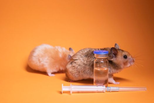 two hamsters-mouse, brown and beige, near medical syringe with a needle and bottle-phial isolated on orange background. medical experiments, tests on mice. veterinary. vaccine development. copy space