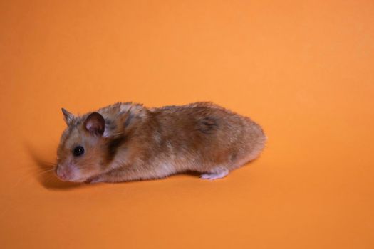 brown hamster mouse isolated on orange background. pest, pet