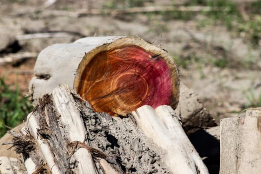 closeup of cut tree logs so you can see the bright color center. High quality photo