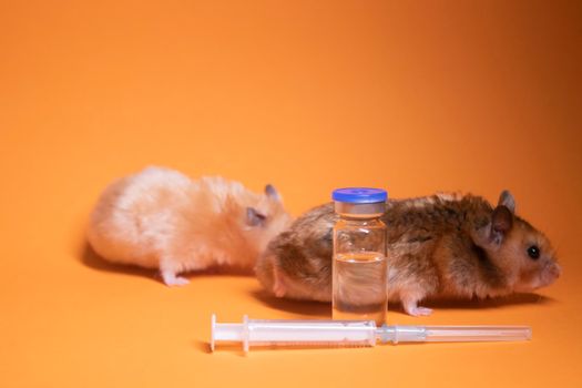 two hamsters-mouse, brown and beige, near medical syringe with a needle and bottle-phial isolated on orange background. medical experiments, tests on mice. veterinary. vaccine development. copy space