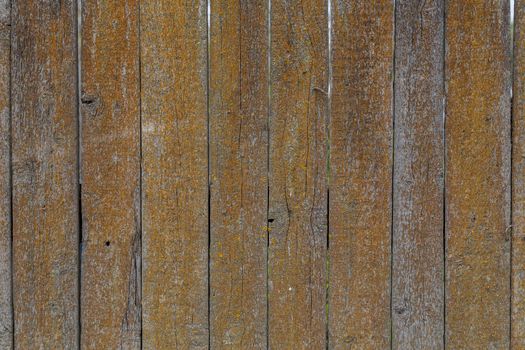 gray dry wooden planks wall surface with orange lichen texture and background.