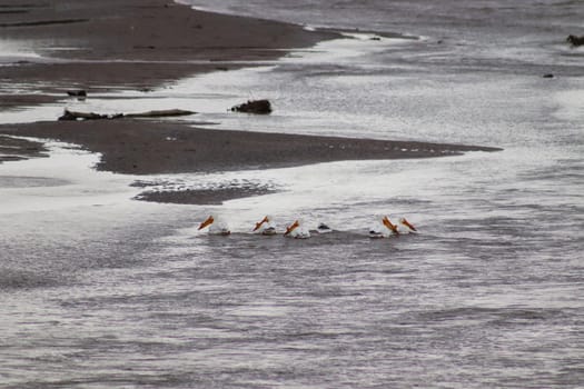 American white pelicans along the niobrara river nebraska. High quality photo