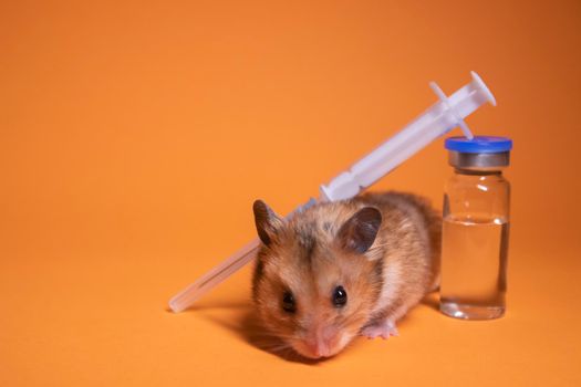 brown hamster - mouse near medical syringe with a needle and bottle-phial isolated on orange background. medical experiments, tests on mice. veterinary. vaccine development. copy space