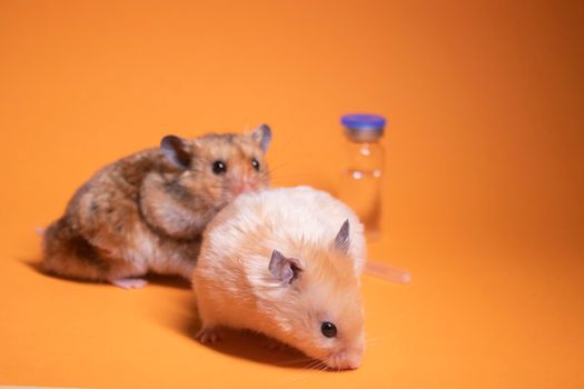 two hamsters-mouse, brown and beige, near medical syringe with a needle and bottle-phial isolated on orange background. medical experiments, tests on mice. veterinary. vaccine development. copy space