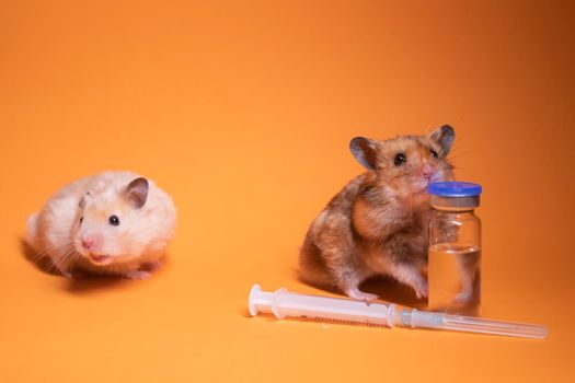 two hamsters-mouse, brown and beige, near medical syringe with a needle and bottle-phial isolated on orange background. medical experiments, tests on mice. veterinary. vaccine development. copy space