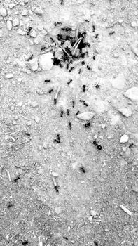 Row of ants entering food in anthill in Spring