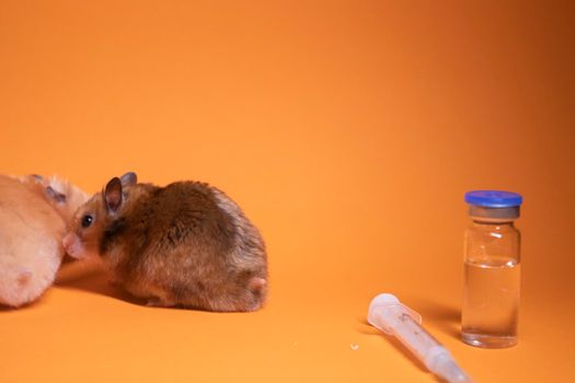 two hamsters-mouse, brown and beige, near medical syringe with a needle and bottle-phial isolated on orange background. medical experiments, tests on mice. veterinary. vaccine development. copy space