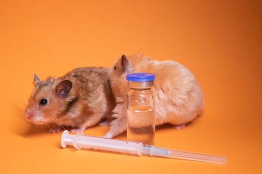 two hamsters-mouse, brown and beige, near medical syringe with a needle and bottle-phial isolated on orange background. medical experiments, tests on mice. veterinary. vaccine development. copy space