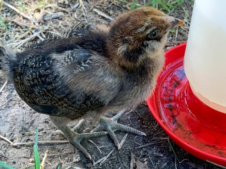 Baby Easter egger chick getting a drink of water . High quality photo