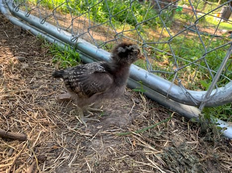 Baby Easter egger chick playing in the yard . High quality photo