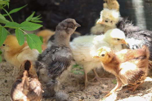 Group of Young baby Bantam chick in the sand . High quality photo