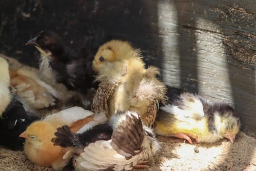 Group of Young baby Bantam chick in the sand . High quality photo