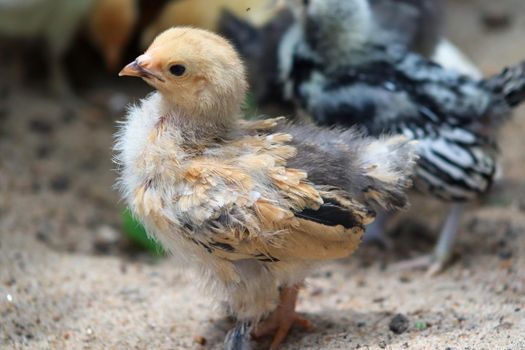 Young baby Bantam rooster chick in the sand . High quality photo
