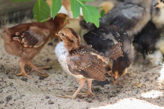 Group of Young baby Bantam chick in the sand . High quality photo