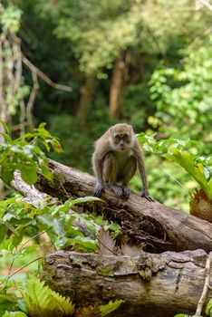 Monkey in the Taman Wisata Alam Pangandaran in Java, Indonesia.