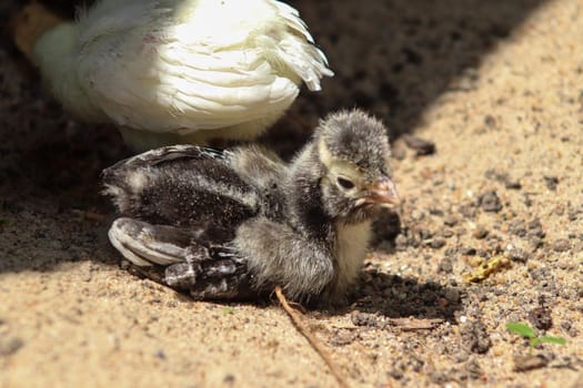 Young baby Polish Bantam rooster chick in the sand . High quality photo