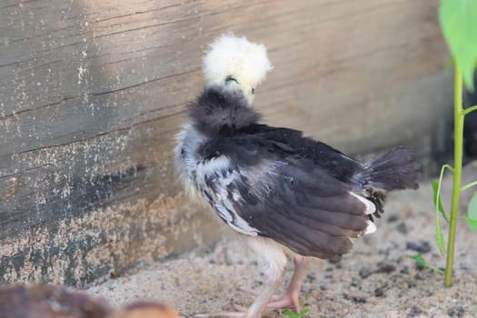 Young baby Polish Bantam hen chick in the sand . High quality photo