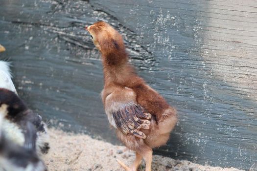 Young baby Bantam reddish brown rooster chick in the sand . High quality photo