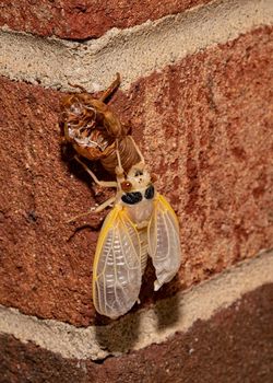 Brood X cicada has emerged from its exoskeleton and its wings have expanded.