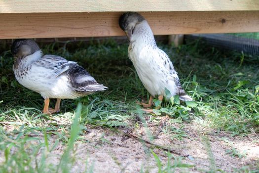 Very colorfull Backyard Pet Snowy Call ducks . High quality photo