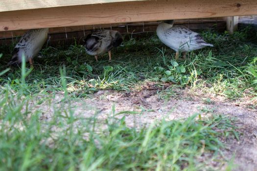 Very colorfull Backyard Pet Snowy Call ducks . High quality photo