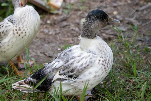 Very colorfull Backyard Pet Snowy Call ducks . High quality photo