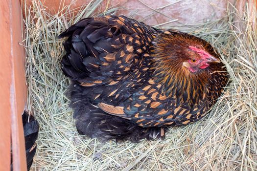 A Bantam Hen sitting on top of eggs in the hay . High quality photo