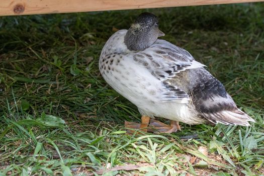 Very colorfull Backyard Pet Snowy Call ducks . High quality photo