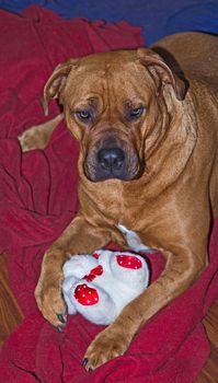 Large female Boerboel guarding her soft toy.