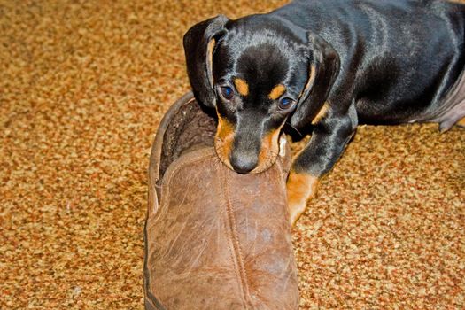 A Dachshund puppy playing with a brown sheepskin slipper.