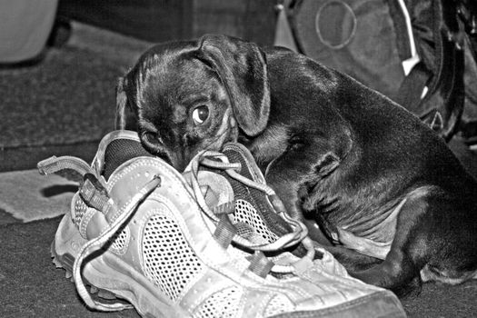 A monochrome image of a Dachshund puppy chewing on HER hiking shoe