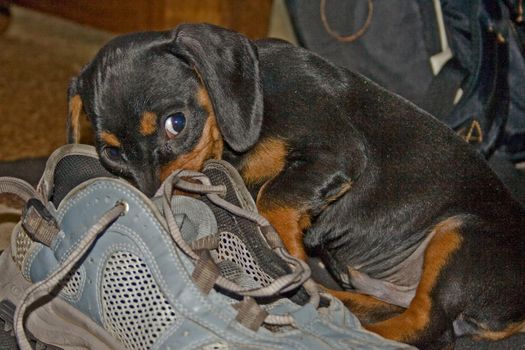 A Dachshund puppy chewing on HER hiking shoe