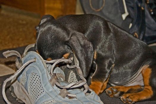A Dachshund puppy inspecting HER hiking shoe