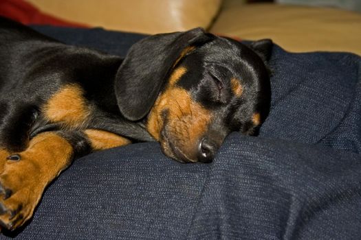 Contented Dachshund puppy sleeping on it's owner's lap.