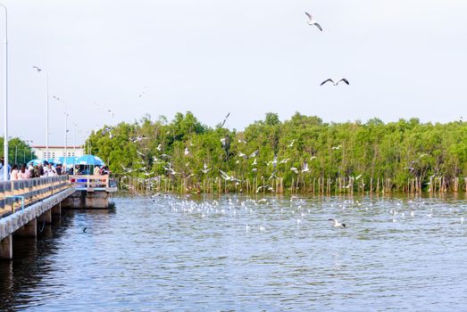Animal in beautiful nature landscape for background, Flock seagull flying on the sea, Group of tourist are feeding many bird at Bangpu Recreation Center, Famous attraction of Samut Prakan, Thailand