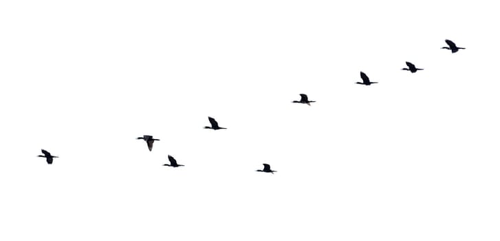 Flock of birds flying in a row, High view silhouette group of bird fly in a line beautiful nature of wildlife isolated on white background