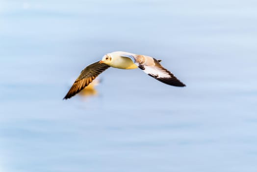 Animal in beautiful nature landscape for background, Closeup side view seagull bird flying happily on the blue sea in sunset, Bangpu Recreation Center famous tourist attraction, Samut Prakan, Thailand