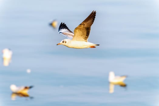 Animal in beautiful nature landscape for background, Closeup side view seagull bird flying happily on the blue sea in sunset, Bangpu Recreation Center famous tourist attraction, Samut Prakan, Thailand