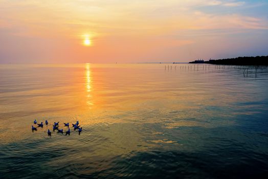 Flock of seagulls birds floating in the sea, the bright sun on the orange, yellow colorful sky sunlight reflect the water, beautiful nature landscape at sunrise, sunset background at Bangpu, Thailand 