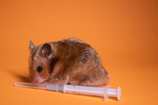 brown hamster - mouse near medical syringe with a needle isolated on orange background. medical experiments, tests on mice. copy space. veterinary